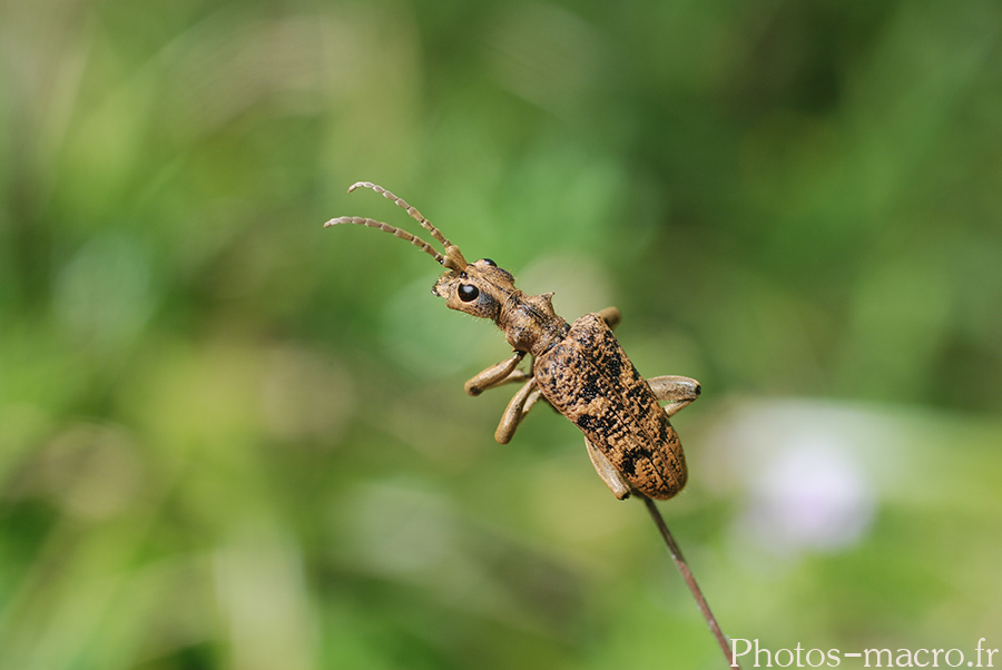 Rhagium sycophanta